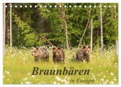 Braunbären in Europa (Tischkalender 2025 DIN A5 quer), CALVENDO Monatskalender