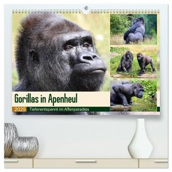 Flachlandgorillas in Apenheul (hochwertiger Premium Wandkalender 2025 DIN A2 quer), Kunstdruck in Hochglanz - Calvendo;und Michael Herzog, Yvonne