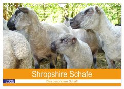 Shropshire Schafe (Wandkalender 2025 DIN A4 quer), CALVENDO Monatskalender - Calvendo;Brunhilde Kesting, Margarete