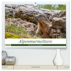 Alpenmurmeltiere - Im Reich der Mankeis (hochwertiger Premium Wandkalender 2025 DIN A2 quer), Kunstdruck in Hochglanz