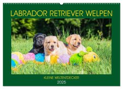 Labrador Retriever Welpen - Kleine Weltentdecker (Wandkalender 2025 DIN A2 quer), CALVENDO Monatskalender