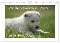 Weisse Schäferhund Welpen - Berger Blanc Suisse (Wandkalender 2025 DIN A4 quer), CALVENDO Monatskalender - Calvendo;Riedel, Tanja