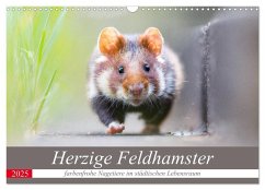 Herzige Feldhamster - farbenfrohe Nagetiere im städtischen Lebensraum (Wandkalender 2025 DIN A3 quer), CALVENDO Monatskalender - Calvendo;Petzl, Perdita