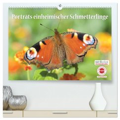 GEOclick Lernkalender: Porträts einheimischer Schmetterlinge (hochwertiger Premium Wandkalender 2025 DIN A2 quer), Kunstdruck in Hochglanz