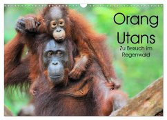 Orang Utans: Zu Besuch im Regenwald (Wandkalender 2025 DIN A3 quer), CALVENDO Monatskalender