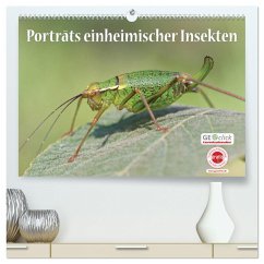 GEOclick Lernkalender: Porträts einheimischer Insekten (hochwertiger Premium Wandkalender 2025 DIN A2 quer), Kunstdruck in Hochglanz