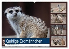 Quirlige Erdmännchen (Wandkalender 2025 DIN A2 quer), CALVENDO Monatskalender