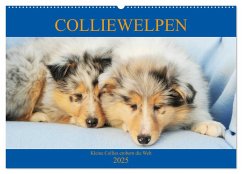 Colliewelpen - kleine Collies erobern die Welt (Wandkalender 2025 DIN A2 quer), CALVENDO Monatskalender
