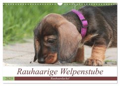 Rauhaarige Welpenstube (Wandkalender 2025 DIN A3 quer), CALVENDO Monatskalender