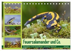 Feuersalamander und Co. (Tischkalender 2025 DIN A5 quer), CALVENDO Monatskalender