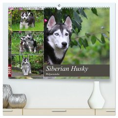 Siberian Husky - Welpenstube (hochwertiger Premium Wandkalender 2025 DIN A2 quer), Kunstdruck in Hochglanz - Calvendo;Mielewczyk, Barbara