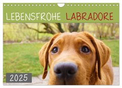 Lebensfrohe Labradore (Wandkalender 2025 DIN A4 quer), CALVENDO Monatskalender