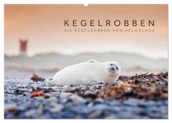 Kegelrobben - Die Kegelrobben von Helgoland (Wandkalender 2025 DIN A2 quer), CALVENDO Monatskalender - Calvendo;Jackson, Lain