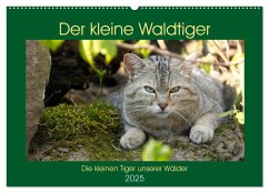 Der kleine Waldtiger (Wandkalender 2025 DIN A2 quer), CALVENDO Monatskalender - Calvendo;Brack, Roland