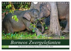 Borneos Zwergelefanten (Wandkalender 2025 DIN A4 quer), CALVENDO Monatskalender