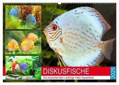 Diskusfische. Die bezaubernden Lieblinge vieler Aquarianer (Wandkalender 2025 DIN A2 quer), CALVENDO Monatskalender - Calvendo;Hurley, Rose