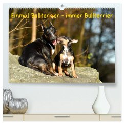 Einmal Bullterrier - immer Bullterrier (hochwertiger Premium Wandkalender 2025 DIN A2 quer), Kunstdruck in Hochglanz - Calvendo;Janetzek, Yvonne