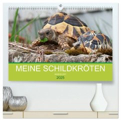 Meine Schildkröten (hochwertiger Premium Wandkalender 2025 DIN A2 quer), Kunstdruck in Hochglanz