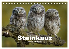 Steinkäuze (Athene noctua) (Tischkalender 2025 DIN A5 quer), CALVENDO Monatskalender - Calvendo;Rusch, Winfried