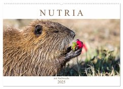 NUTRIA mit Nachwuchs (Wandkalender 2025 DIN A2 quer), CALVENDO Monatskalender - Calvendo;Schnellewelten