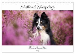 Shetland Sheepdogs Blacky, Anry, Mojo 2025 (Wandkalender 2025 DIN A3 quer), CALVENDO Monatskalender