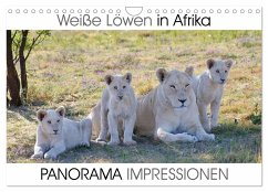 Weiße Löwen in Afrika PANORAMA IMPRESSIONEN (Wandkalender 2025 DIN A4 quer), CALVENDO Monatskalender