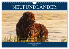 Neufundländer - Ein bärenstarker Freund (Wandkalender 2025 DIN A4 quer), CALVENDO Monatskalender - Calvendo;Starick, Sigrid