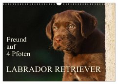 Freund auf 4 Pfoten - Labrador Retriever (Wandkalender 2025 DIN A3 quer), CALVENDO Monatskalender - Calvendo;Starick, Sigrid