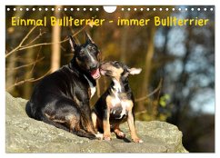 Einmal Bullterrier - immer Bullterrier (Wandkalender 2025 DIN A4 quer), CALVENDO Monatskalender - Calvendo;Janetzek, Yvonne