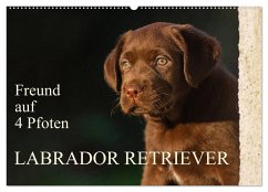 Freund auf 4 Pfoten - Labrador Retriever (Wandkalender 2025 DIN A2 quer), CALVENDO Monatskalender - Calvendo;Starick, Sigrid