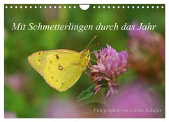 Mit Schmetterlingen durch das Jahr (Wandkalender 2025 DIN A4 quer), CALVENDO Monatskalender - Calvendo;Schäfer, Ulrike