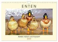 Enten. Beliebt, hübsch und imposant (Wandkalender 2025 DIN A4 quer), CALVENDO Monatskalender