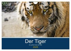 Der Tiger - die größte Katze der Welt (Wandkalender 2025 DIN A4 quer), CALVENDO Monatskalender