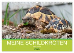 Meine Schildkröten (Wandkalender 2025 DIN A3 quer), CALVENDO Monatskalender - Calvendo;Sixt, Marion