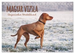 Magyar Vizsla - Ungarischer Vorstehhund (Tischkalender 2025 DIN A5 quer), CALVENDO Monatskalender