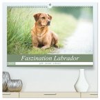 Faszination Labrador - gelb, foxred, schwarz (hochwertiger Premium Wandkalender 2025 DIN A2 quer), Kunstdruck in Hochglanz
