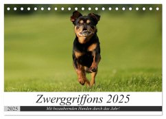 Zwerggriffons 2025 (Tischkalender 2025 DIN A5 quer), CALVENDO Monatskalender