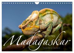 Tierisches Madagaskar (Wandkalender 2025 DIN A4 quer), CALVENDO Monatskalender - Calvendo;Bruhn, Olaf