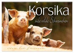 Korsika - süße, wilde Schweinchen (Wandkalender 2025 DIN A2 quer), CALVENDO Monatskalender