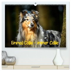 Einmal Collie - immer Collie (hochwertiger Premium Wandkalender 2025 DIN A2 quer), Kunstdruck in Hochglanz - Calvendo;Janetzek, Yvonne