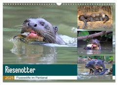 Riesenotter - Flusswölfe im Pantanal (Wandkalender 2025 DIN A3 quer), CALVENDO Monatskalender