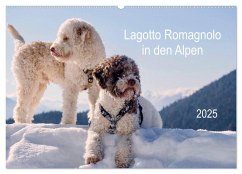 Lagotto Romagnolo in den Alpen 2025 (Wandkalender 2025 DIN A2 quer), CALVENDO Monatskalender - Calvendo;wuffclick-pic