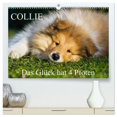 Collie - Das Glück hat 4 Pfoten (hochwertiger Premium Wandkalender 2025 DIN A2 quer), Kunstdruck in Hochglanz - Calvendo;Starick, Sigrid