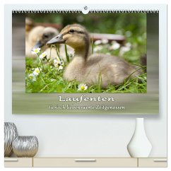 Laufenten - tierisch liebenswerte Zeitgenossen (hochwertiger Premium Wandkalender 2025 DIN A2 quer), Kunstdruck in Hochglanz