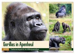 Flachlandgorillas in Apenheul (Wandkalender 2025 DIN A3 quer), CALVENDO Monatskalender