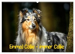 Einmal Collie - immer Collie (Wandkalender 2025 DIN A2 quer), CALVENDO Monatskalender