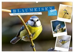 Gefiederte Gartengäste, Blaumeisen (Wandkalender 2025 DIN A2 quer), CALVENDO Monatskalender