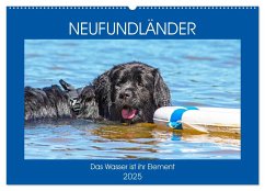 Neufundländer - Das Wasser ist ihr Element (Wandkalender 2025 DIN A2 quer), CALVENDO Monatskalender - Calvendo;Starick, Sigrid