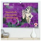 GEOclick Lernkalender: Steckbriefe einheimischer Schmetterlinge (hochwertiger Premium Wandkalender 2025 DIN A2 quer), Kunstdruck in Hochglanz
