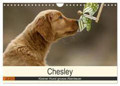 Chesley Kleiner Hund grosse Abenteuer (Wandkalender 2025 DIN A4 quer), CALVENDO Monatskalender